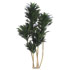 Ficus amstel king Ficus amstel king