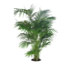 Palmkentia Th