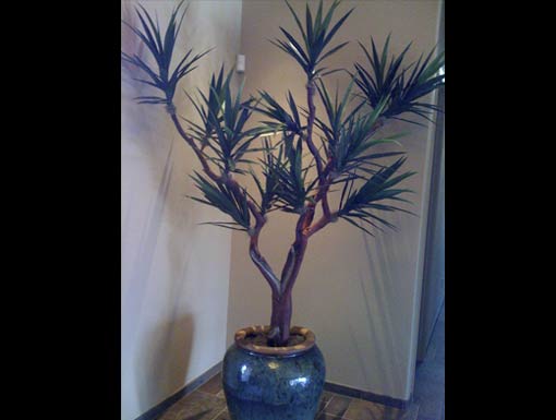 Interior Landscape Project 4 Pgs