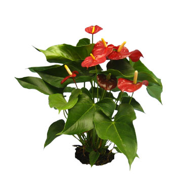 Anthurium Faran