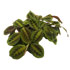 06maranta Th