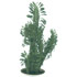 Cactuseuphorbia06 Th