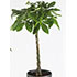 Plant Moneytree Th