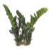 Zzplant08 Th